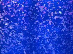 -江和美海洋公园