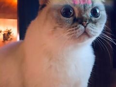 -喵园·猫主题咖啡厅·撸猫·猫咖(国贸店)