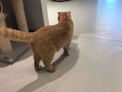 -藏猫猫咖啡主题馆(中央大道店)