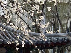 -桃花堤公园