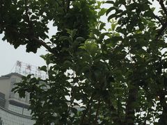 IMG_2682-北京保利大厦酒店(东四十条地铁站店)