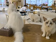 -藏猫猫咖啡主题馆(中央大道店)