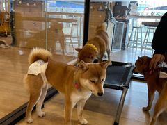 -南京Hallo宠物乐园·哈罗犬舍·柴犬繁育基地