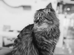 -Cappucimeow猫咪咖啡馆(韦伯时代店)
