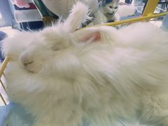 -猫色咖啡·猫咖