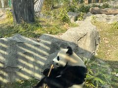 -武汉动物园