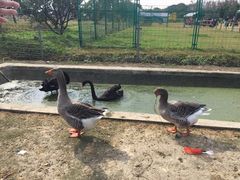 -上海长兴岛郊野公园