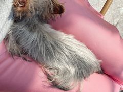 -momokira米努特·德文卷毛猫·棉花面纱犬