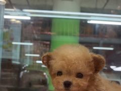 -FAELING PETS美天灵宠物(合生汇店)