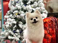-FAELING PETS美天灵宠物(合生汇店)