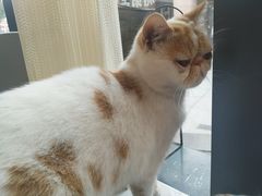 -吉丁鸟咖·异宠·寄养
