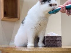 -藏猫猫咖啡主题馆(中央大道店)