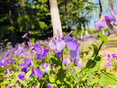 -大兴滨河森林公园