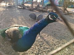 -祥源·阜阳生态乐园