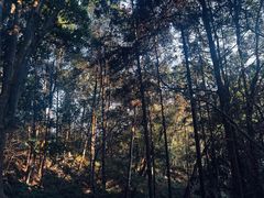 -广州市流溪河国家森林公园