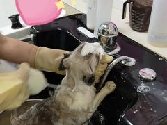 -北京观赏动物医院·24小时大型综合·猫专科·异宠专科