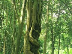 -中国科学院西双版纳热带植物园