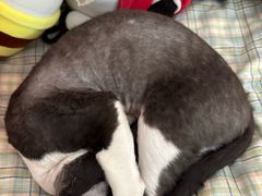 -中农大我爱我爱动物医院·核磁CT·猫病·24小时夜诊中心(石佛营店)