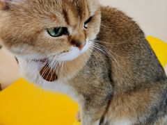 -猫在这儿猫咪咖啡馆·撸猫馆