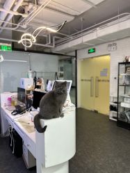 -飛凡TATTOO纹身•原创