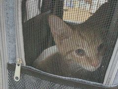 -艾贝尔宠物医院·24H转诊中心·肿瘤猫专科(江宁双龙店)