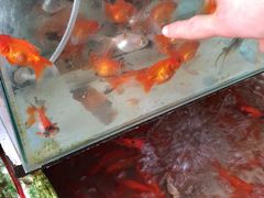 -万商花鸟市场