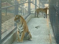 -西霞口神雕山野生动物世界