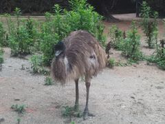-深圳野生动物园