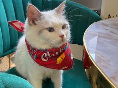 -喵喵咪呀布偶猫咖(春熙路店)