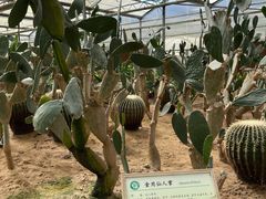-上海都市菜园