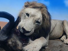 -国家自然博物馆