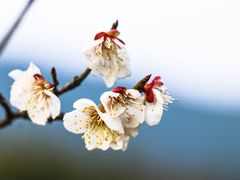 -香雪海
