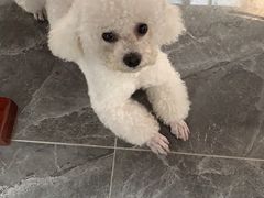 -宠福鑫康馨动物医院·骨科·眼科