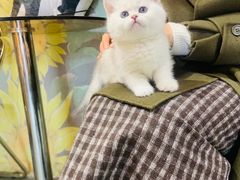 -欣宠猫屋·矮脚拿破仑·蓝金金渐层