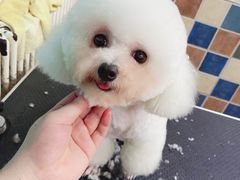 -派多格宠物·购宠(靛厂路店)