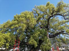 -新安江山水画廊风景区
