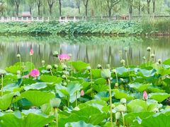 -西海子公园