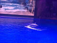 -芜湖新华联大白鲸海洋公园