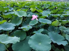 -莲花池公园