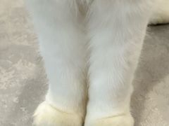 -楼上猫咖(罗湖店)