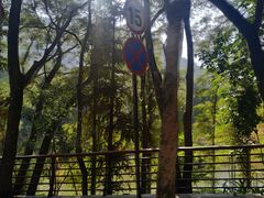 -深圳仙湖植物园-停车场