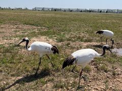 -盐城丹顶鹤湿地生态旅游区