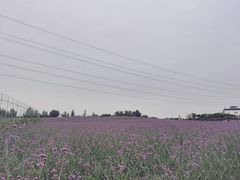-紫颐香薰山谷景区