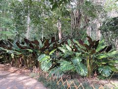 -中国科学院西双版纳热带植物园