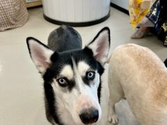 -共舞时光猫咖·狗咖(新街口店)