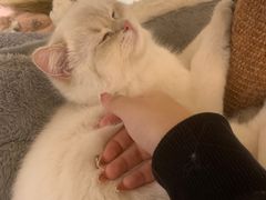-滚猫咖啡·猫咖·猫友好撸猫(未来城店)