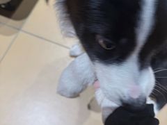 -MARSMART PETS火星宠物超市(1733店)
