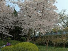 -嘉定紫藤园
