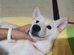 -逗柴咖啡屋·狗咖猫咖宠物桌游