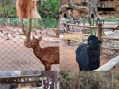 -海南热带野生动植物园